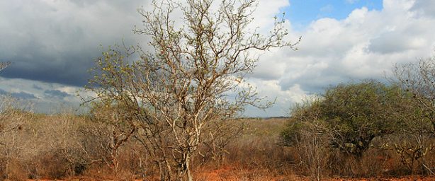 614_256 att-18857
