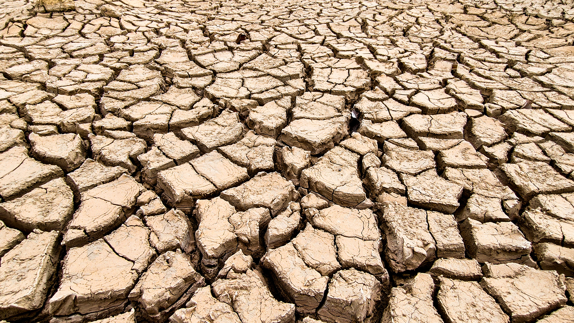 Cracked Earth, A Parched Landscape: A close-up of parched earth