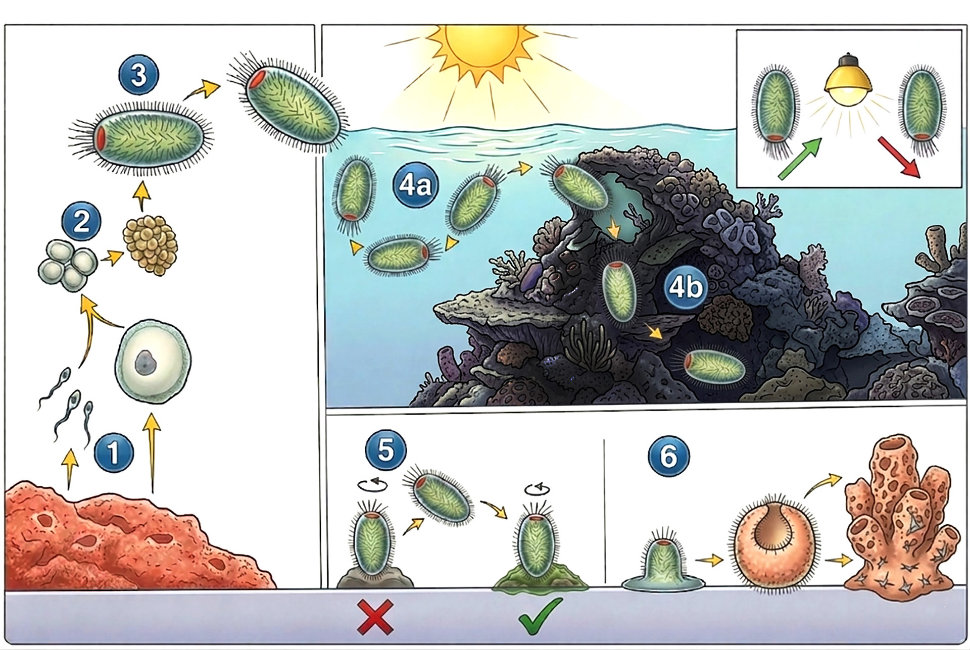 Processo de formação e assentamento das larvas de esponjas