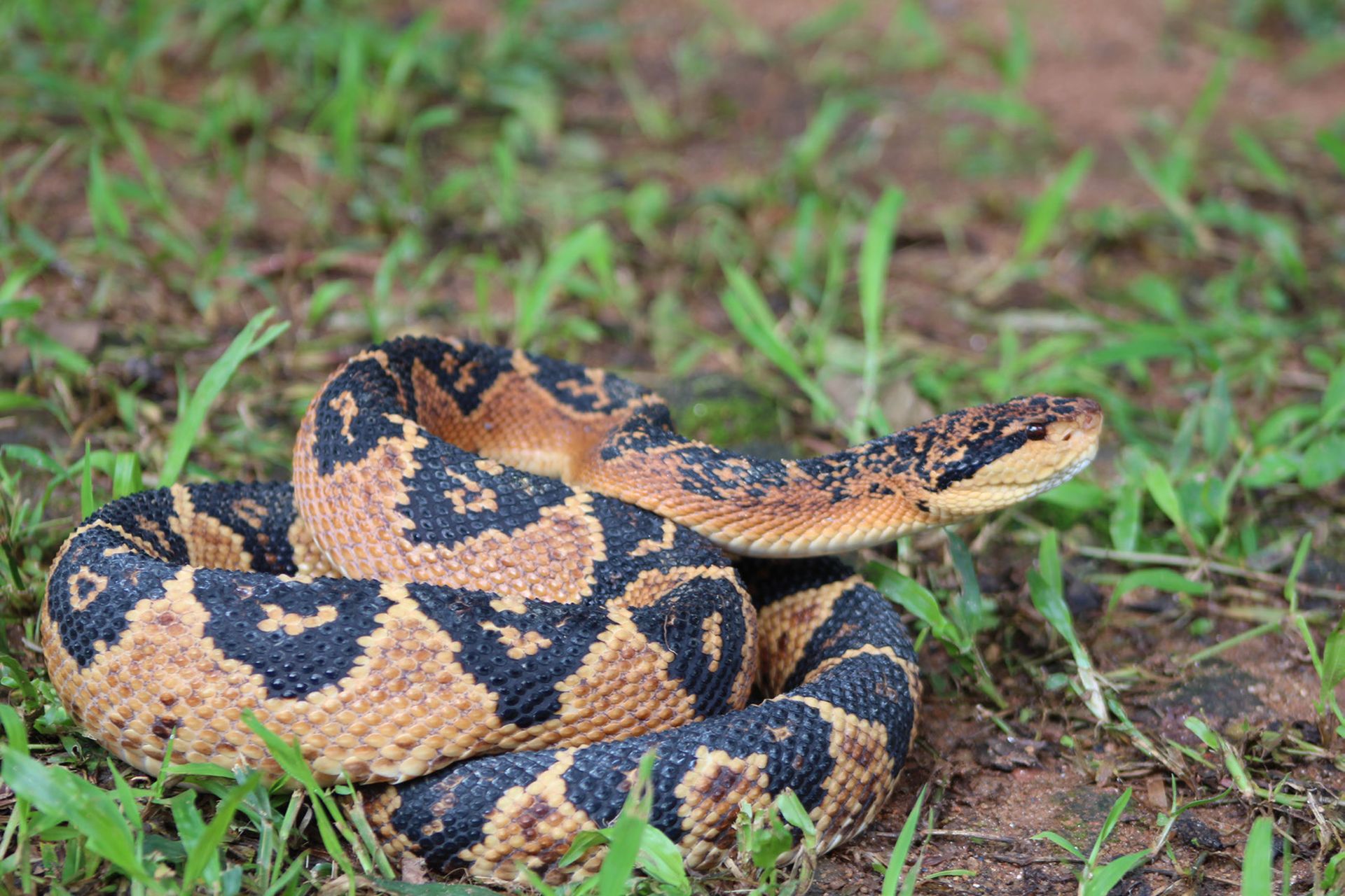 Surucucu da Mata Atlântica (Lachesis rhombeata) fotografada em seu ambiente natural, no Ceará